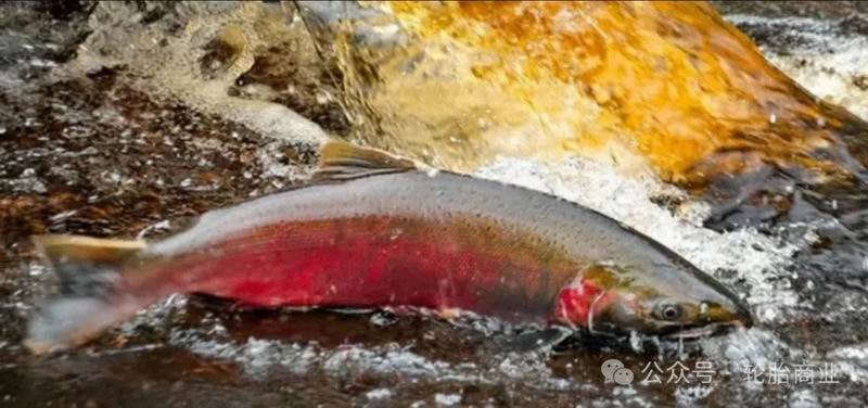 1713938870949873.jpg 640_wx_fmt=png&from=appmsg&tp=webp&wxfrom=5&wx_lazy=1&wx_co=1 (1).jpg